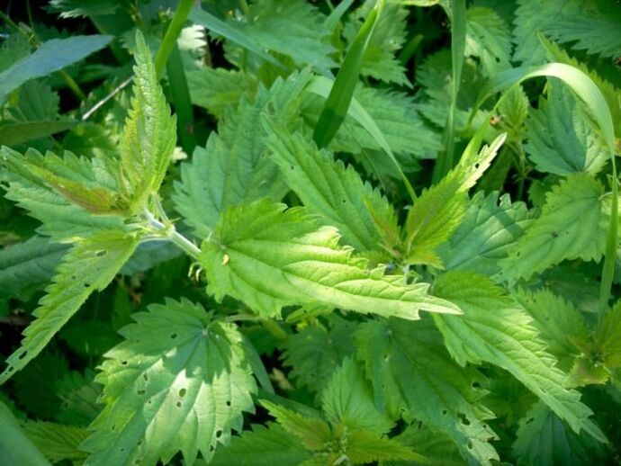 A csalán hatékony gyógymód a varikózis korai stádiumú kezelésére